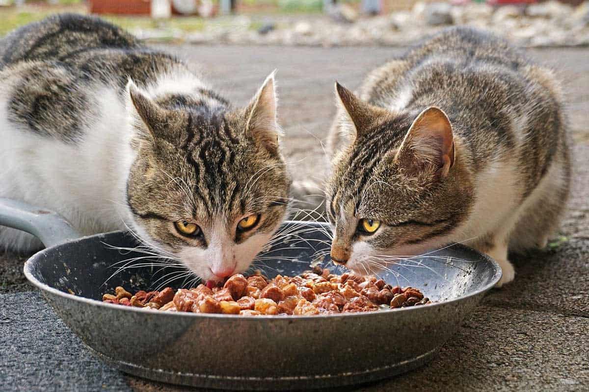11 Animales Salvajes Que Comen Comida Para Mascotas (si Se
