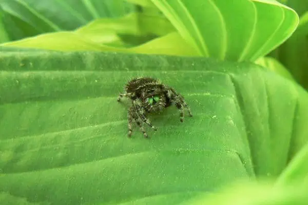 Araña saltadora norteamericana