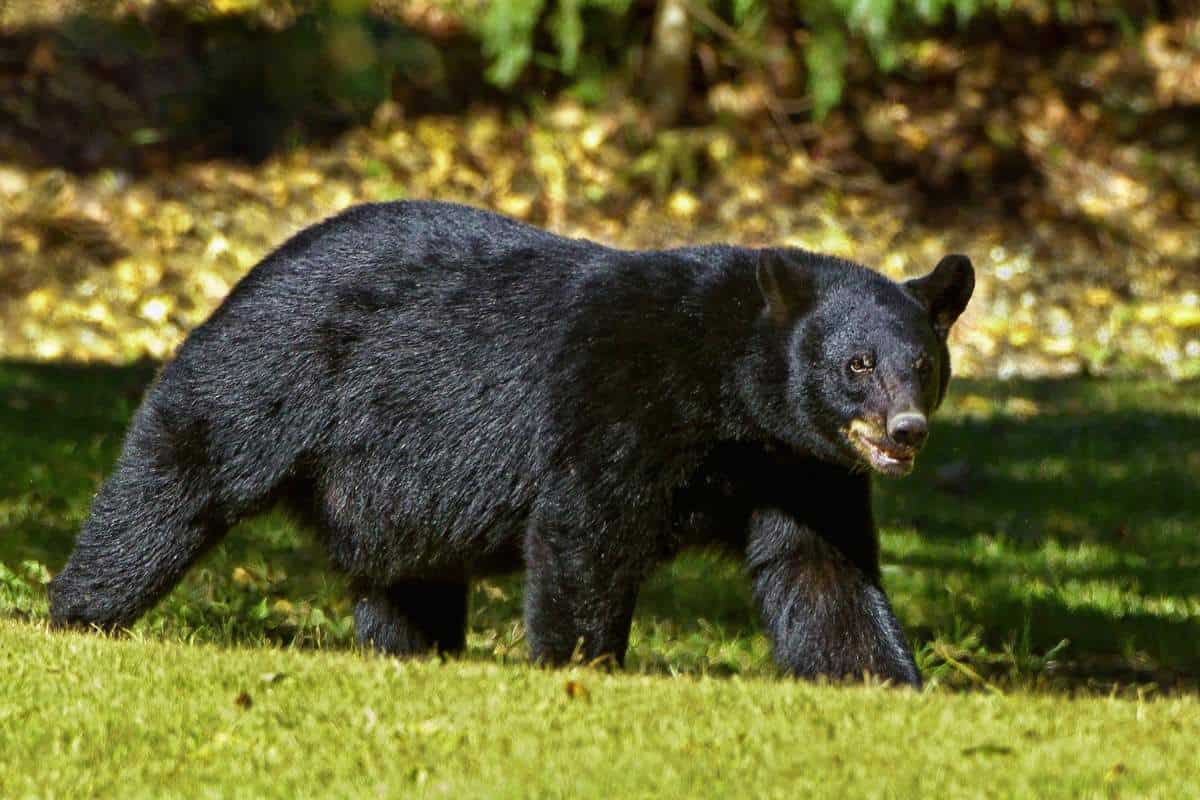 11 Características Interesantes De Los Osos Negros