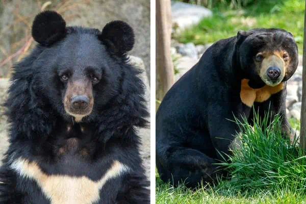 Oso negro y oso sol