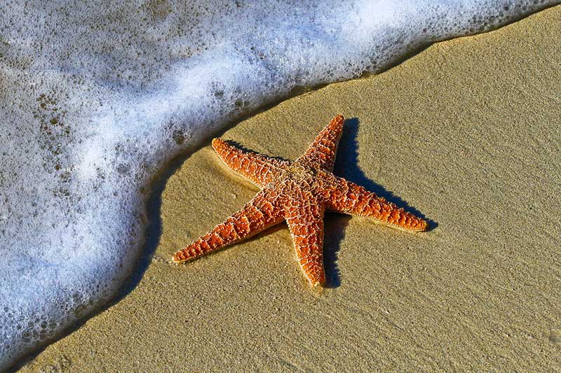 11 Características únicas De Las Estrellas De Mar