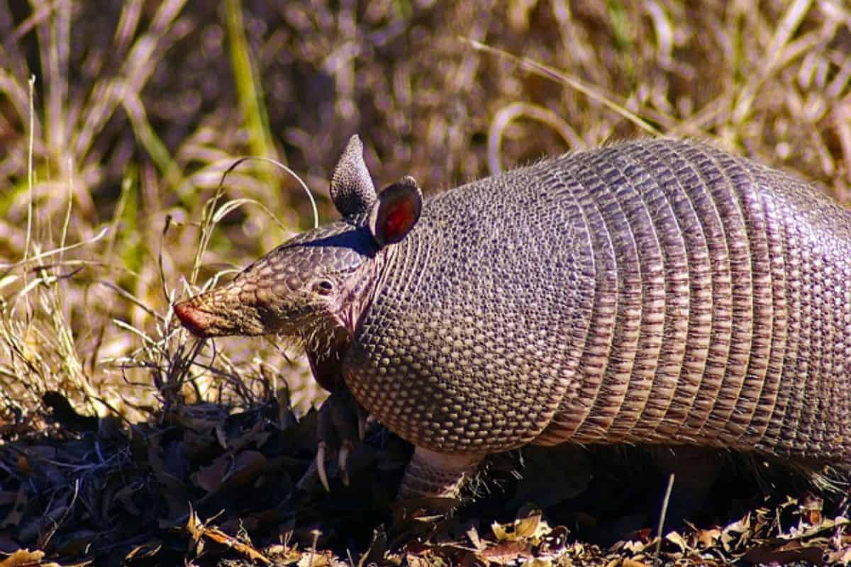 11 Datos Interesantes Sobre Los Armadillos en Texas