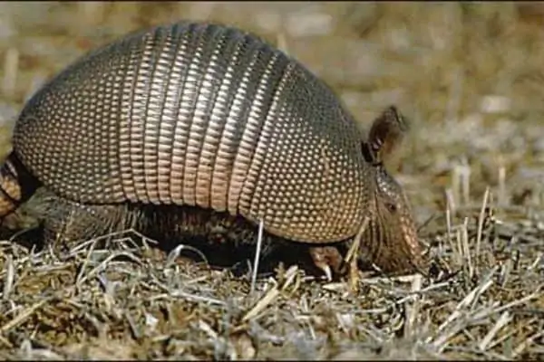 Armadillo 