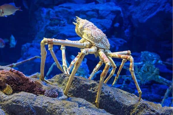 Cangrejo araña japonés