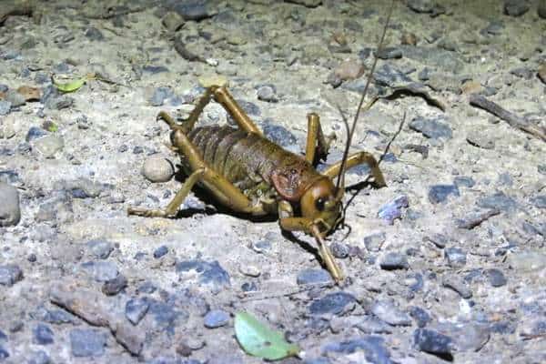 Weta gigante en el suelo