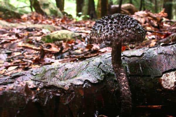 Viejo del bosque en el bosque.
