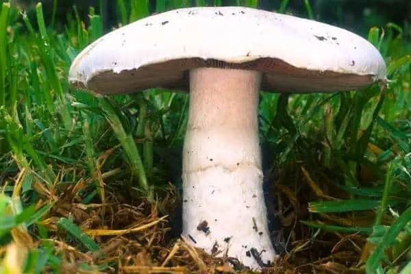 Seta de campo en el campo.