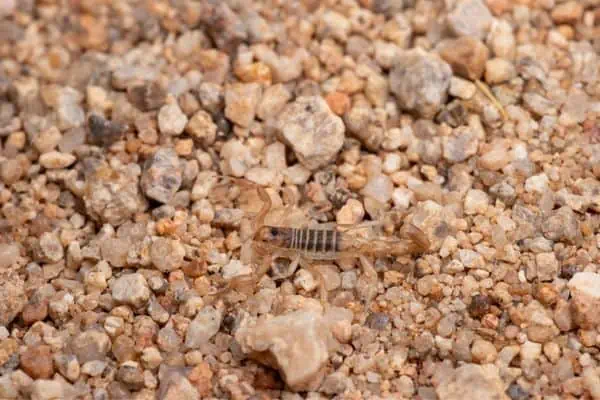 escorpión del desierto de Beck