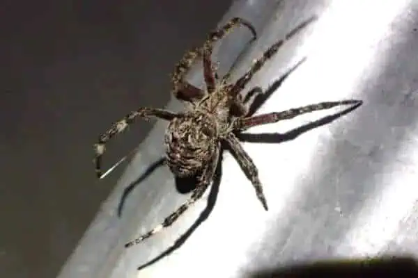 Araña tejedora de orbes feroz