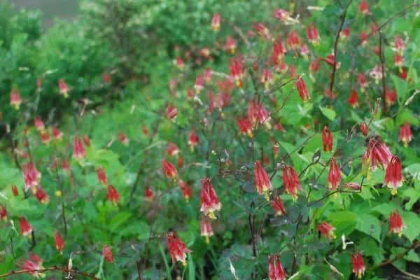aguileña roja