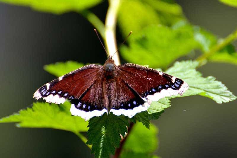 11 Mariposas en Pensilvania (con Imágenes)