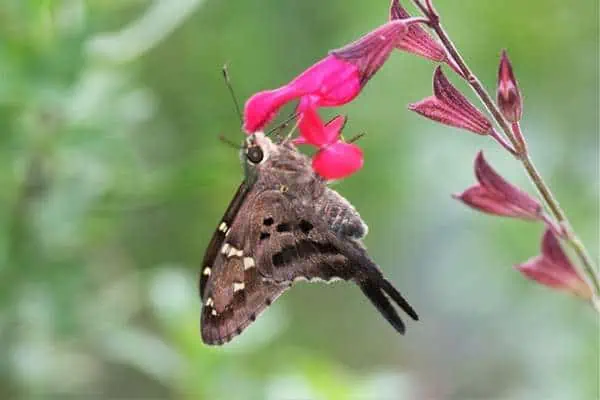 Mariposa patrón de cola larga