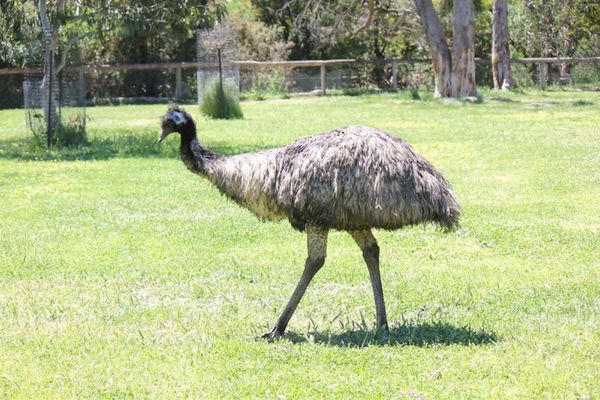 Emu caminando en el campo de hierba