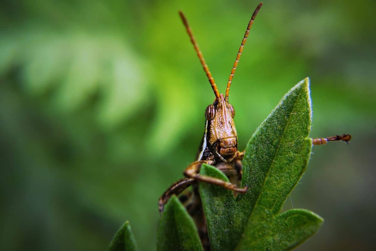 11 Saltamontes Diferentes en Texas (imágenes)