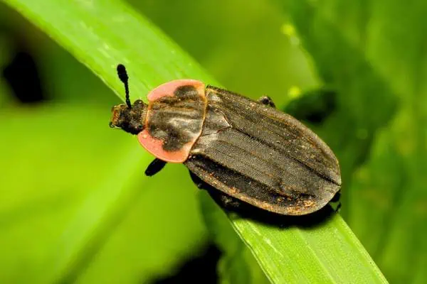 Escarabajo carroñero marginado en una planta