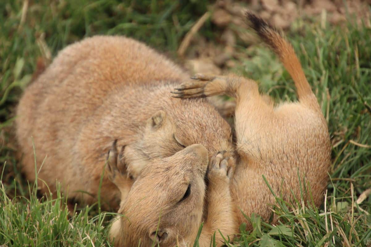 11 Tipos De Animales Como Los Perros De Las Praderas