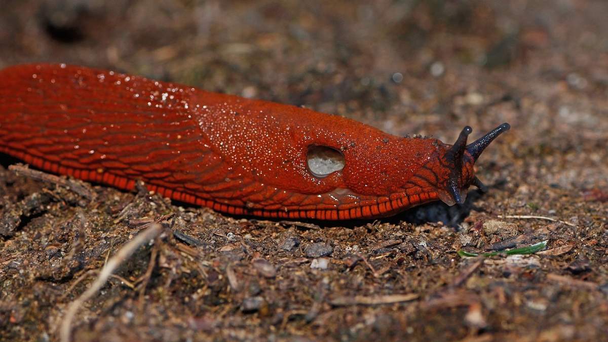 11 Tipos De Babosas (con Imágenes Y Hechos)