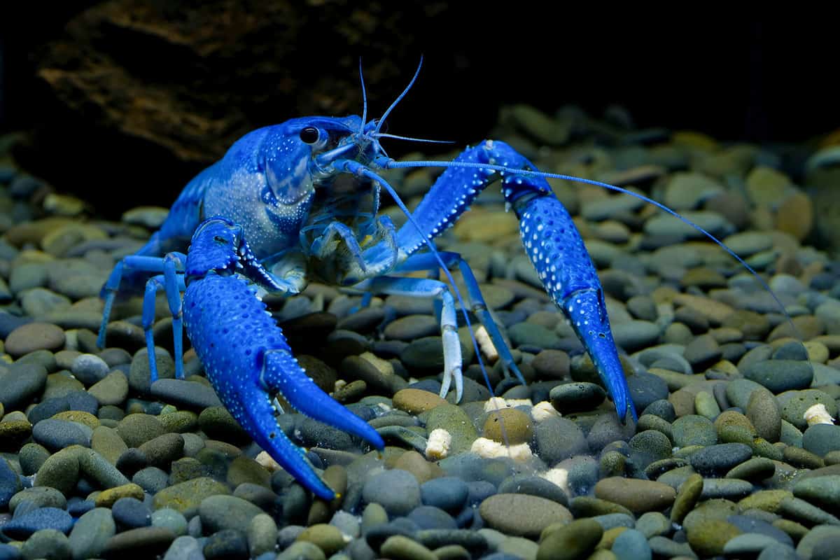 11 Tipos De Cangrejos De Río (crustáceos De Agua Dulce)