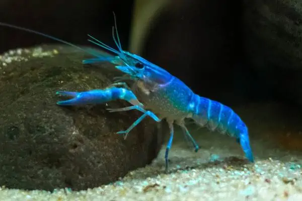 Cangrejo azul en acuario