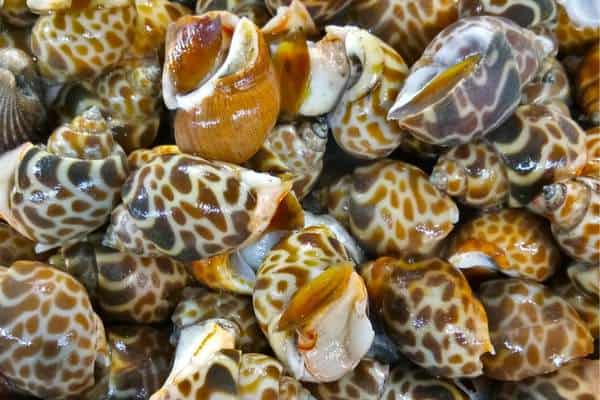 Los caracoles tigre nerita