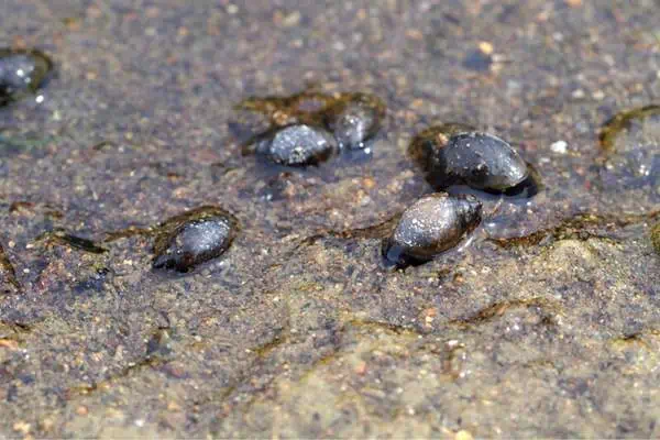 Caracoles de vejiga aguda en aguas poco profundas