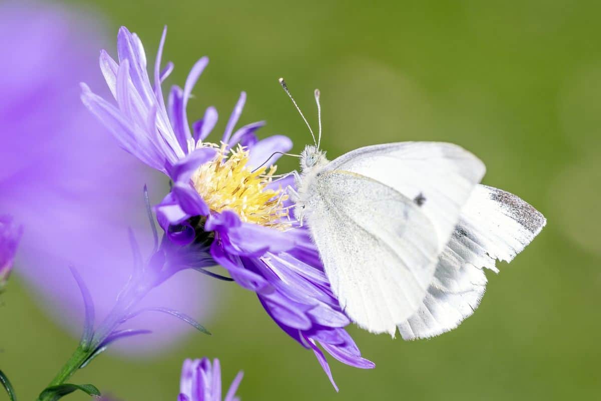 11 Tipos De Mariposas en Oregón (imágenes)