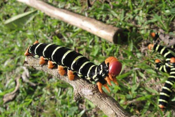 Oruga de la esfinge del Frangipani en ramita