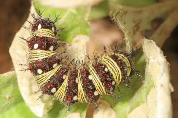 Oruga de dama pintada americana