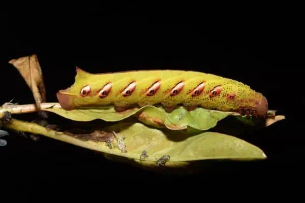 oruga esfinge con bandas