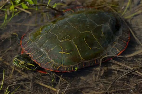 Tortuga pintada de Midland