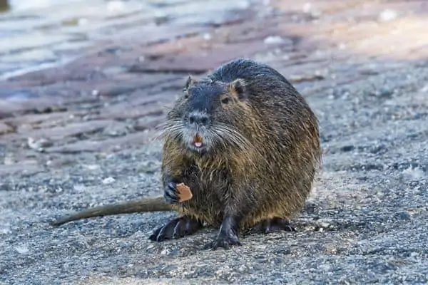 Nutria sosteniendo una comida