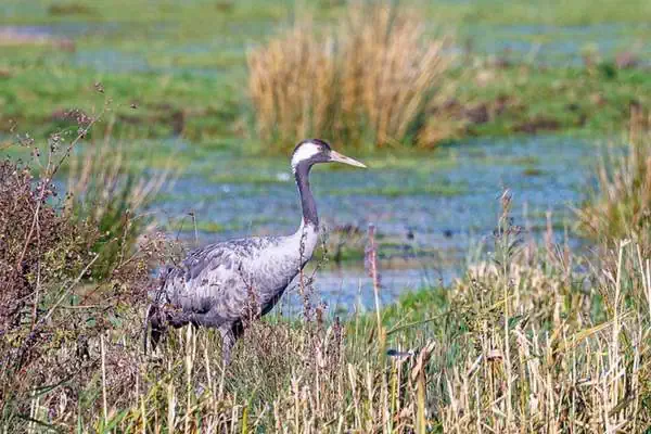 Grulla común en pantano