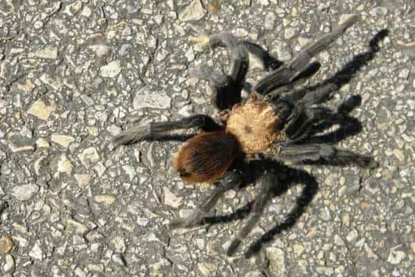 Tarántula marrón de Texas