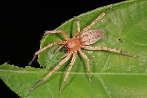 Araña fantasma de jardín