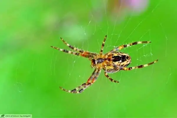 Araña de jardín europea