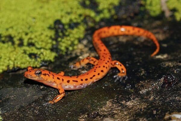 Salamandra de la cueva roja