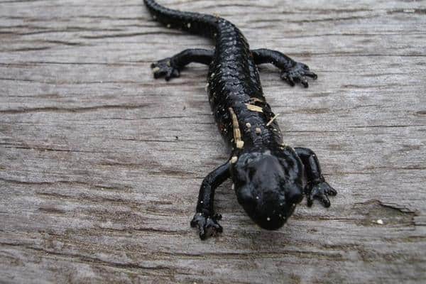 Salamandra