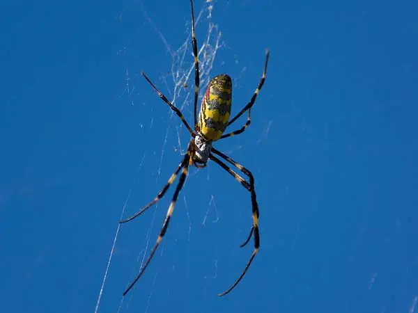 araña joro