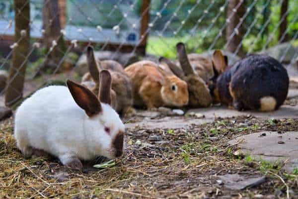 Familia de conejos comiendo juntos