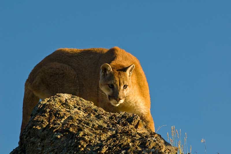 12 Características únicas De Los Pumas