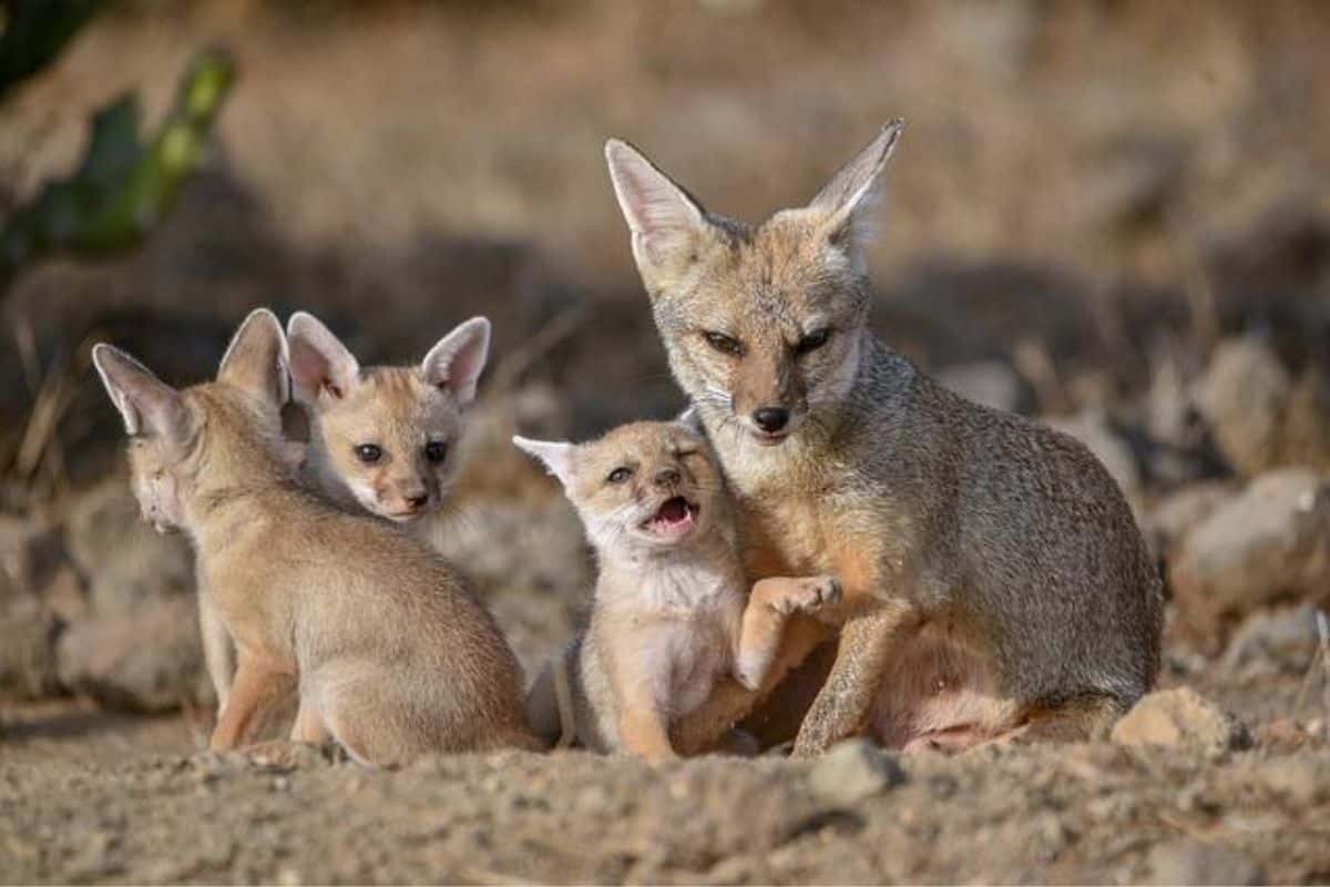 Zorros familiares