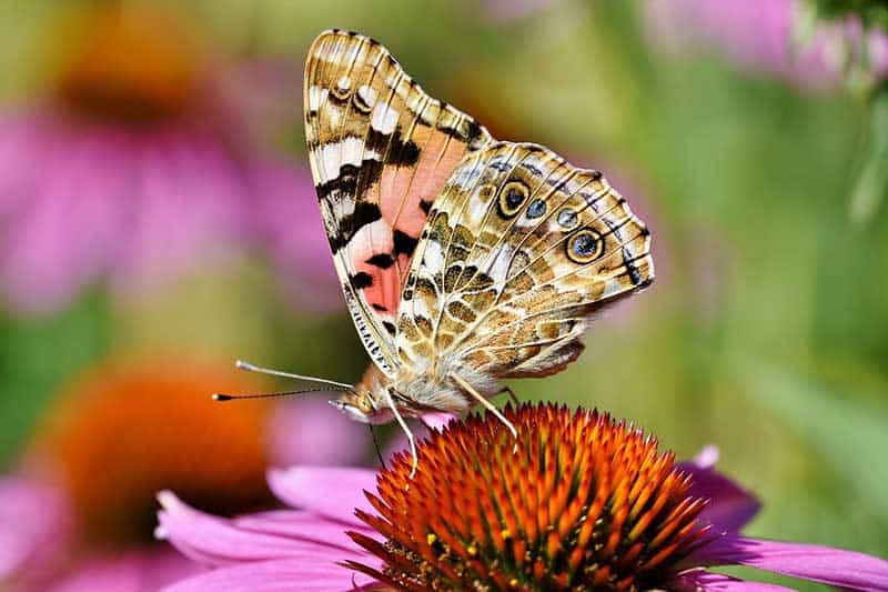 12 Datos Asombrosos Sobre Las Mariposas Pintadas