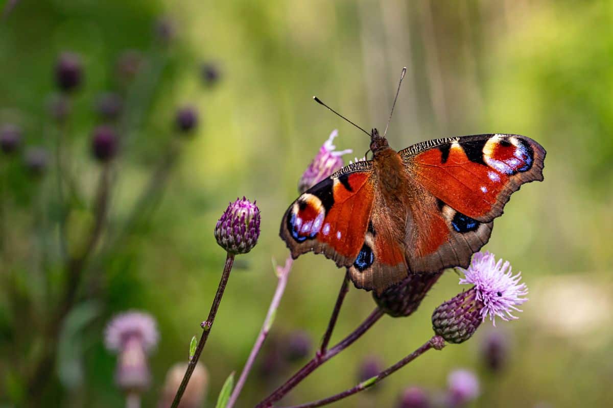 12 Datos Interesantes Sobre Las Mariposas Pavo Real