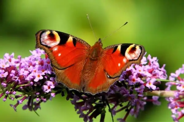 Mariposa pavo real sobre flores