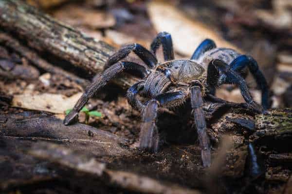 Tarántula azul cobalto