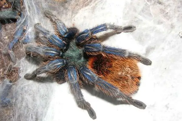 Tarántula azul botella verde