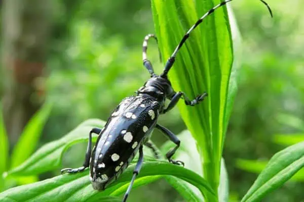 Escarabajo de cuernos largos de los cítricos