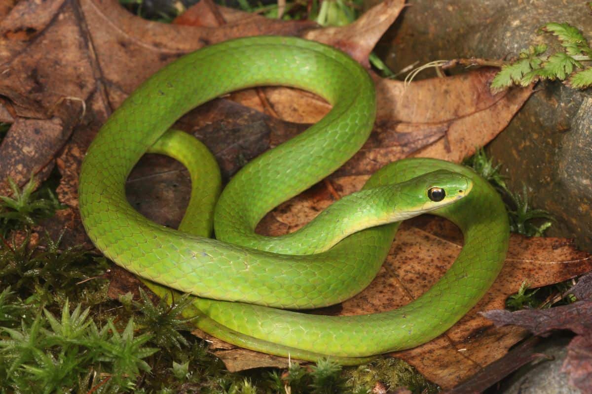 12 Especies De Serpientes Verdes en Carolina Del Norte