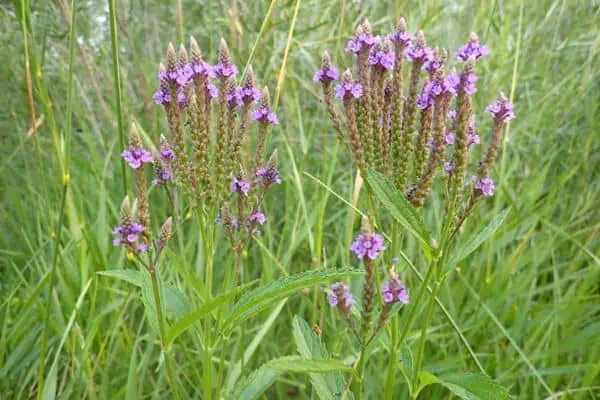 verbena azul