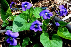 14 Especies De Flores Silvestres en Massachusetts